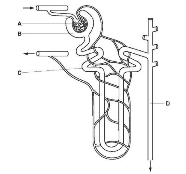 glomerulus labelled diagram