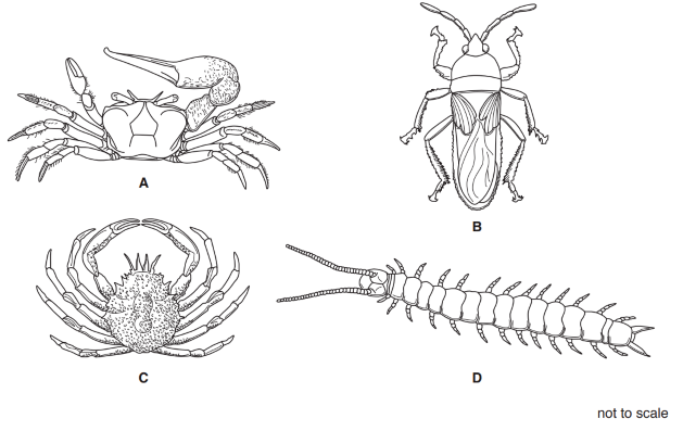 Arthropods igcse biology