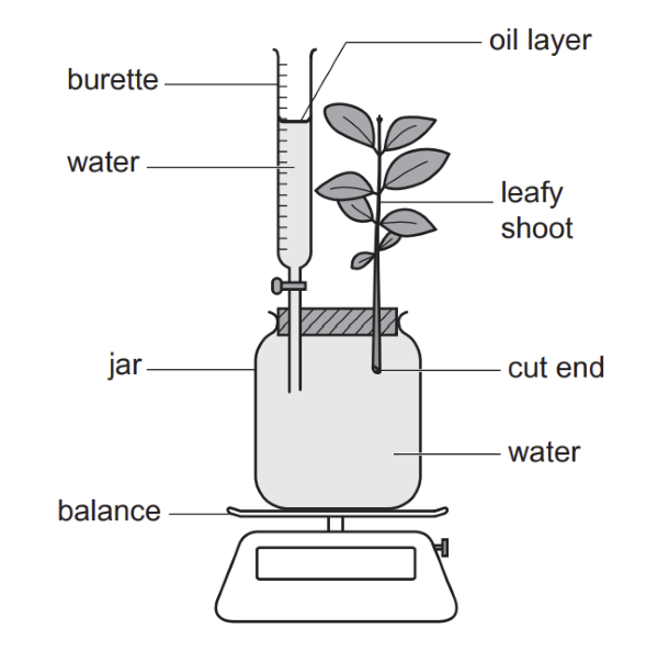 IGCSE-Biology-Diagram-Based-Questions-Plant