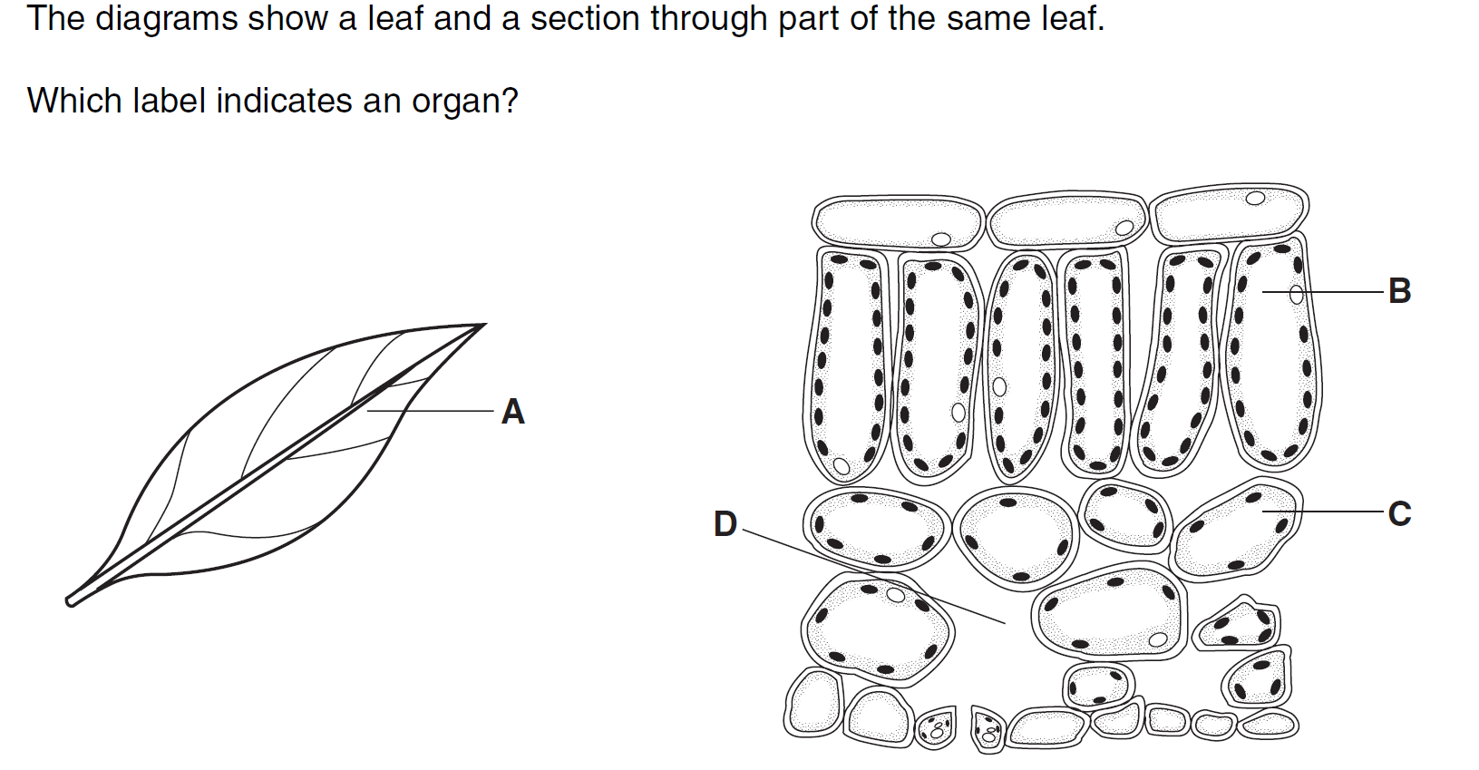 Quiz Image