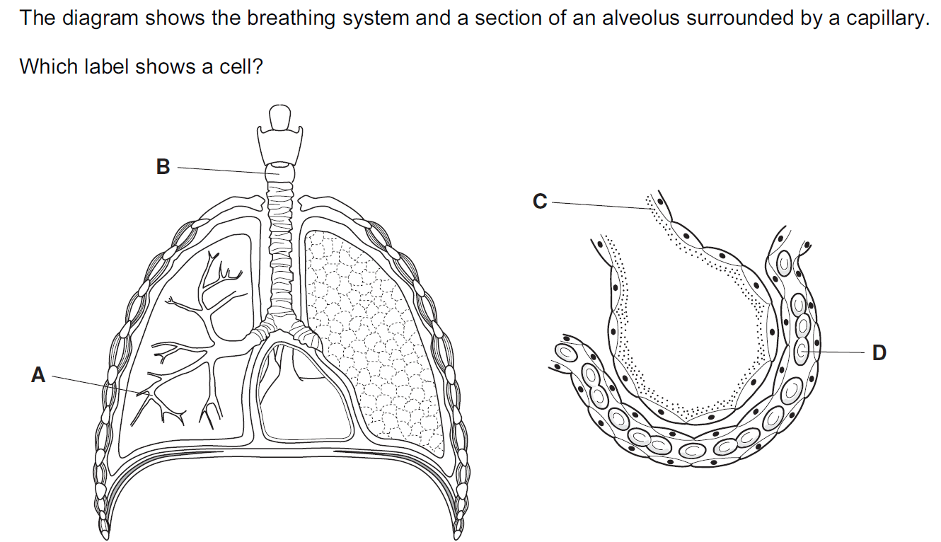 Quiz Image