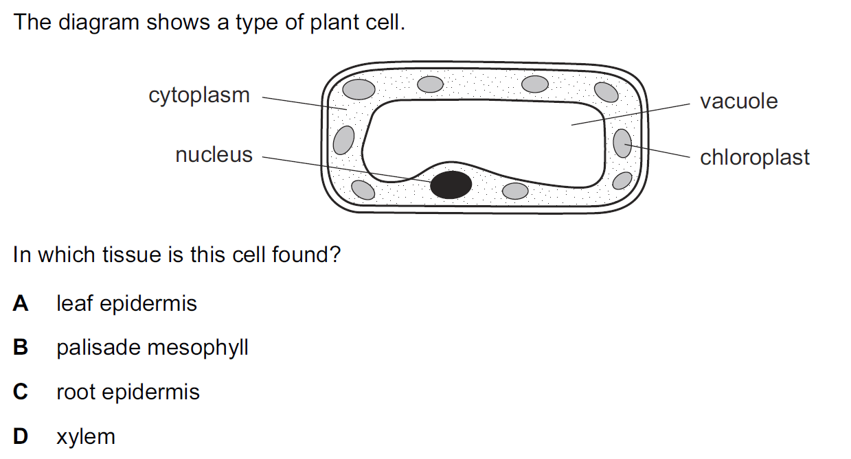 Quiz Image