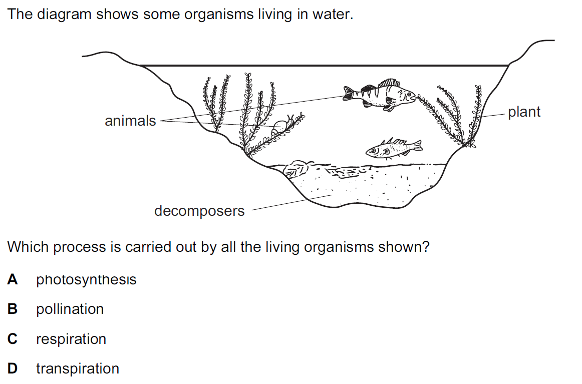 Quiz Image