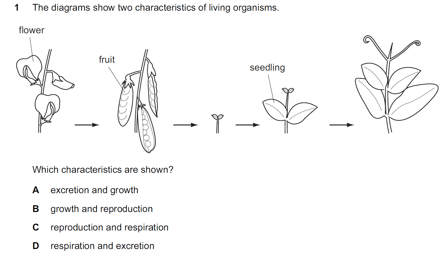 Quiz Image