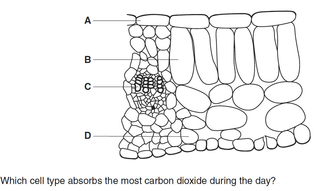 Quiz Image