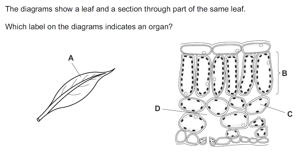 Quiz Image