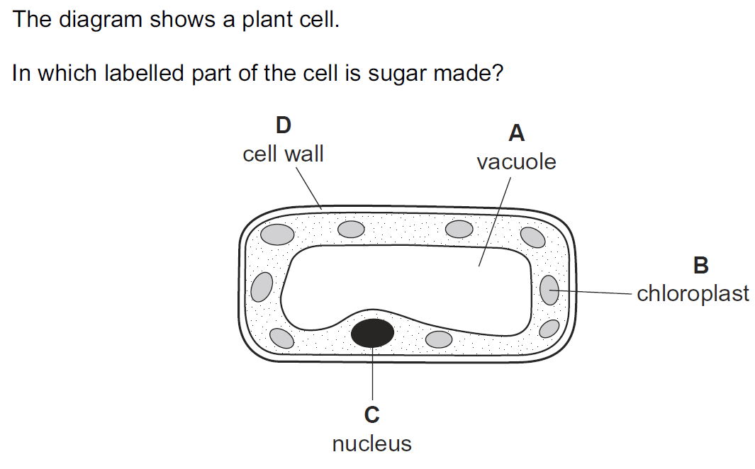 Quiz Image